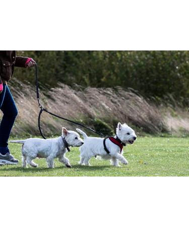 Sweetie Dual Shock Absorbing Bungee Dog Lead Splitter - Ideal for Walking 2 Small to Medium Dogs - Reflective Stitching, No Tangle Design - Buy Online on GoSupps.com