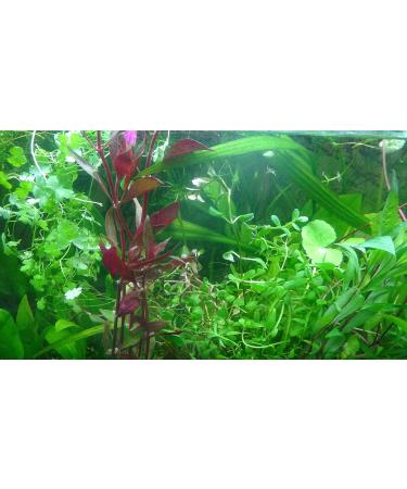 Exclusive Product - 50 Live Aquarium Plants Collection of Aquatic Plants for Your Fish Tank