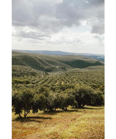 Extra virgin olive oil leaf 1 liter blend bravoo pet - Buy Online on GoSupps.com