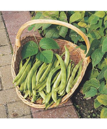 Runner Bean Scarlet Emperor Fresh and Tasty Beans Large Pods with Excellent Flavour for Your Kitchen Garden - Buy Online on GoSupps.com