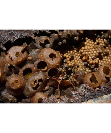 MELIPONA HONEY - PRECIOUS BEE HONEY WITHOUT DART - 300G JAR - MEXICAN SCAPTOTRIGONA. - Buy Online on GoSupps.com