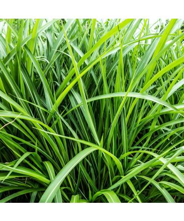 Weleda Bio Gift Set for Men - Natural Cosmetics Gift Box with Active Fresh Shower Gel & Energy Fresh Shower Room - Perfect Daily Cleanser for Body Face & Hair - Buy Online on GoSupps.com