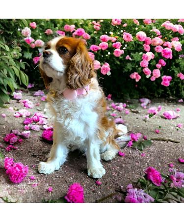 Moosh Silicone Airtag Holder for Dogs and Cats | Stylish & Safe Pet Tracker Accessory in Champagne Pink | Shop Internationally - Buy Online on GoSupps.com