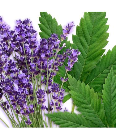 Buy Earth To Skin Hemp Lavender Overnight Gel Mask | 4.0 Fl Oz - Hydrating & Soothing | International Shipping Available - Buy Online on GoSupps.com