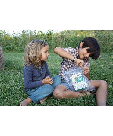 Mission Meats Kids Snacks Sugar Free Grass Fed Beef Sticks Gluten Free Paleo Healthy School Snacks for Kids Meat Sticks Beef Jerky Zero Sugar Protein Snacks Keto Snacks Snack Packs Lunch Snacks Tasty Original Grass Fed Beef Kids Sticks 0.5 Ounce (Pack of  - Buy Online on GoSupps.com