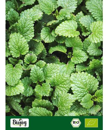  Biojoy Biojoy Organic Lemon Balm Leaves (250 g) dried and cut Lemon Balm Tea (Melissa officinalis) - Buy Online on GoSupps.com