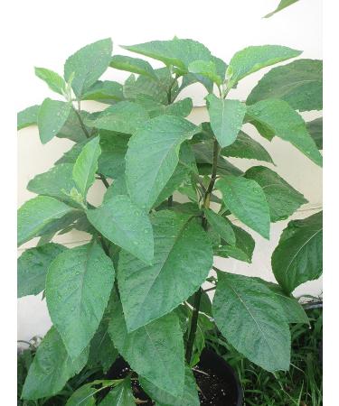 Bitter Leaf Plant - Vernonia amygdalina | Herbal Medicinal Benefits, Nutritional Value, Rich in Vitamins | Fresh Leafy Greens for Soup, Stew, Tea, Salad, Juice - Buy Online on GoSupps.com