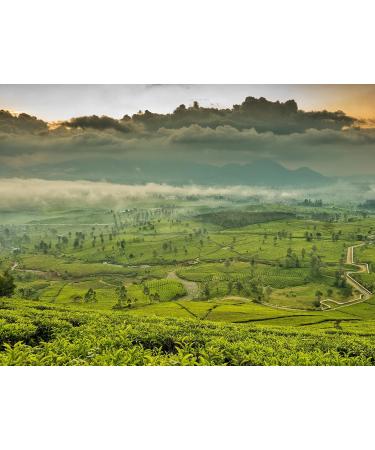 Dethlefsen Balk teemando 1 kg fruit tea mix melonpomegranategrape melonpomegranate grape nut flavored - Buy Online on GoSupps.com