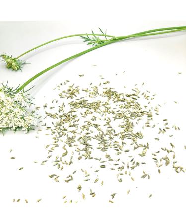 Gourmetia Cumin Whole 800g - 100% Natural Cumin Seeds | Traditional Cultivation for Flavorful Caraway Tea - Buy Online on GoSupps.com