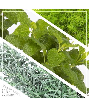 Live Aromatic Herb Combo in Decorative Cover - Stress Reliever with Lemon Balm, Lavender, and Mint - 12 Tall x 6 Wide - 1.25 Quart Pot - Buy Online on GoSupps.com