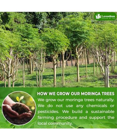 Lavendium Permium 300g (10.6oz) Natural Moringa Dried Leaves 100% Natural & Pure Moringa Leaves Moringa Loose Leaf Herbal Tea No Additives No Caffeine Vegan Moringa 300Gr - Buy Online on GoSupps.com