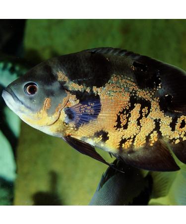 JBL PRONOVO CICHLID GRANO XL 1000ml - Buy Online on GoSupps.com