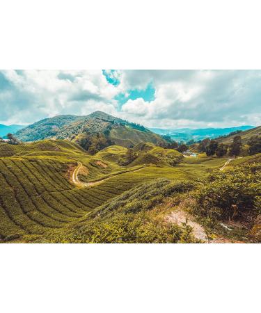 Dethlefsen Balk 1 kg ORGANIC black tea Darjeeling kbA SFTGFOP1 Steinthal DE KO006 - Buy Online on GoSupps.com