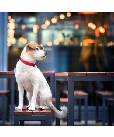 Premium Adjustable Dog Collar Nylon | Small & Large Sizes | Dey | Many Colors | For Dogs Cats & Puppies - 2.5 x 45-68 cm Red - Buy Online on GoSupps.com