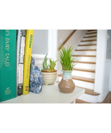 10 Ionantha Tillandsia Air Plants 2-3.5 Inches | Live Tropical House Plants for Home Decor & Terrariums - Buy Online on GoSupps.com