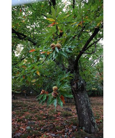Ardeche France Chestnuts 420g (Pack of 2) - Peeled & Ready to Eat Roasted Chestnuts - Buy Online on GoSupps.com
