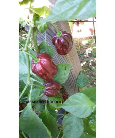 Pepper seeds 10 different varieties -- 100 seeds - Buy Online on GoSupps.com