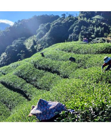 Taiwan unique tea Chin-Shin-Oolong Shanlinxi three-layer flat Light roasting 150g*4 - Buy Online on GoSupps.com