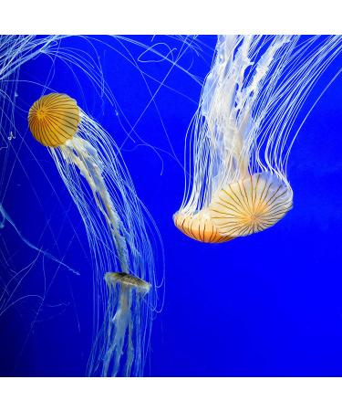 Seachem Prime 16.9 fl. oz - Fresh and Saltwater Conditioner | Chemical Remover & Detoxifier - Buy Online on GoSupps.com