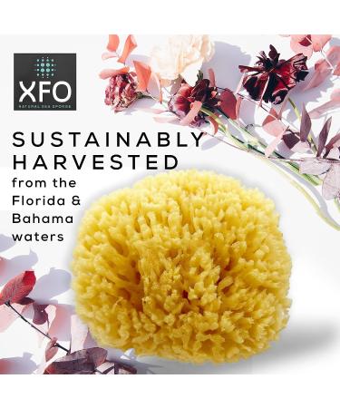 ideelz XFO Sea Sponge (Medium 4.5) - All Natural Yellow Loofah Sponge for Bathing and Exfoliating | USA Grown - Buy Online on GoSupps.com