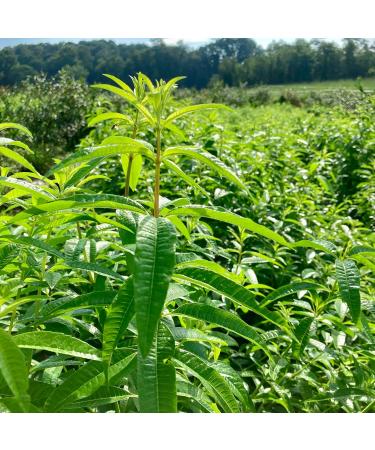 Lemon Verbena dried leaves organic Verveine whole leaves organic 50gm non GMO product of Morocco - Buy Online on GoSupps.com