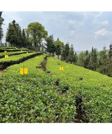 G teau au Th Pu'er du Yunnan Premium - Pu'er Cru Th G teau Ar me de Th Parfum 357g - Buy Online on GoSupps.com