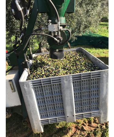 100% Italian Organic Extra Virgin Olive Oil 1 Bottle 500 Ml - Buy Online on GoSupps.com