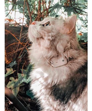Girafus cat dog Pro-track-goal Tracker Peilsender Location and viewfinder // Mini RF tracker (8G with battery) Ideal for cats pets Dogs // Location possible in rooms-4 transmitters (for 4 pets) 4 stations-4 pets
