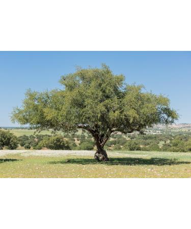  BIO PLANET Bio Plan te Native Argan Oil 100 ml - Buy Online on GoSupps.com