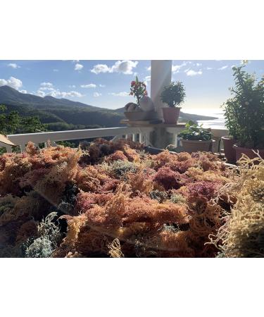 Sea Moss (Irish Moss) 100g - Purple Wildcrafted Tanzanian Product Organic Non GMO Vegan Packed with 92 Minerals + Vitamins Excellent for Smoothies Skincare etc - Buy Online on GoSupps.com