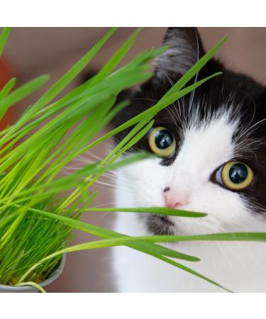 Pretty Kitty Cat Grass Seeds - 25g for 10 Pots | Natural Cat Treats | Premium Grass Seeds for Your Feline - Buy Online on GoSupps.com