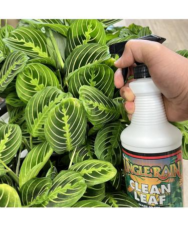 Jungle Rain Clean Leaf – Natural Foliage Cleaner with Citrus Oil 32 oz | Ready to Use | Eco-Friendly Plant Care - Buy Online on GoSupps.com