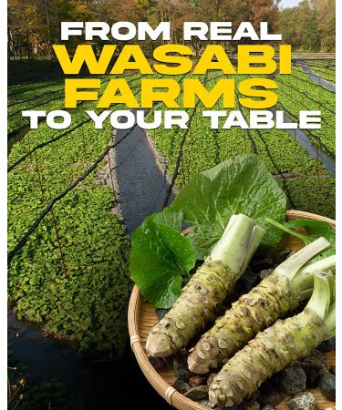 Wasabi-O Wasabi Powder - Authentic Japanese Horseradish, No Artificial Ingredients, 1.24oz - Ideal for Sushi, Salmon, Seafood, and Grilled Meats - Buy Online on GoSupps.com