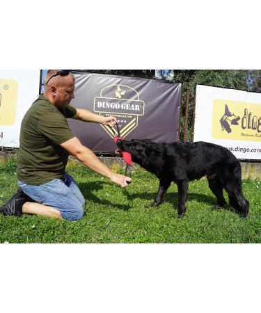 Dingo Gear Cotton Nylon Bite Sausage for Dog Training | IGP IPO Obedience | Protection Dog Sport | 28x7 cm | 2 Handles - Blue - Buy Online on GoSupps.com