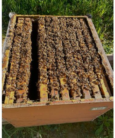  BeeOlogico BeeOlogico Beekeeping Honey Candies 50g (honey and propolis) - Buy Online on GoSupps.com