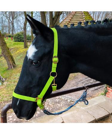 Halter for horse warmblood thoroughbred cold blood - stable halter pasture 2 compartment adjustable to chin straps and neck pieces safe & tearproof (light green whole blood (COB)) light green thoroughbred (COB)