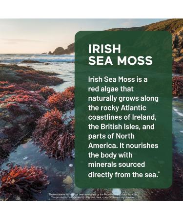 SMARTERNUTRITION Sea Moss Multimineral with Irish Sea Moss with Ashwagandha Bladderwrack Turmeric Zinc Vitamin C Elderberry Dandelion - Non-GMO USA Manufactured - 180 Capsules 90 Day Supply  - Buy Online on GoSupps.com