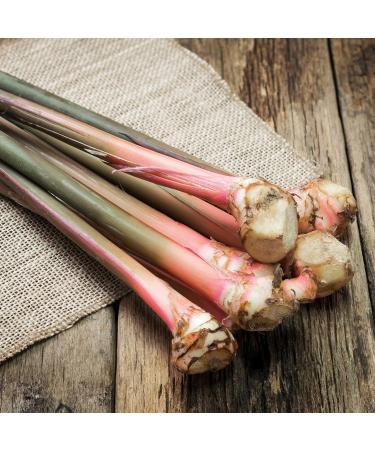 Alpi Nature Galanga Poudre BIO 100g Racine de Galanga Moulue pour Assaisonnement 100 GR - Buy Online on GoSupps.com