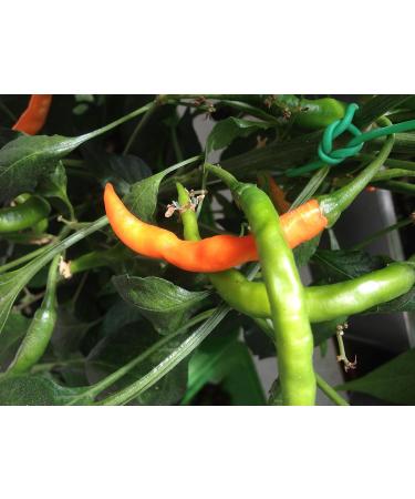 GHINO DI TACCO Pepper seeds - special offer!!!!! - 15 varieties of 150 seeds - Buy Online on GoSupps.com