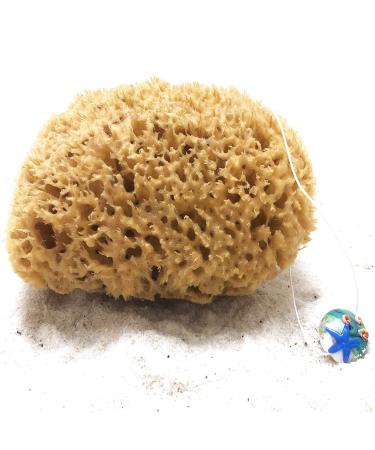 Tom & Pat natural sponge with corde & glass trailer - Dermatest: very good unrevised bathing sponge shower sponge body peeling sponge from Greece premium quality (17-18 cm) - Buy Online on GoSupps.com