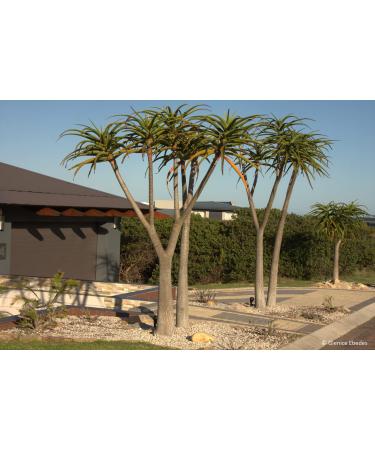 IDEA HIGH Aloe barberae - Giant Tree Aloe - 5 Seeds