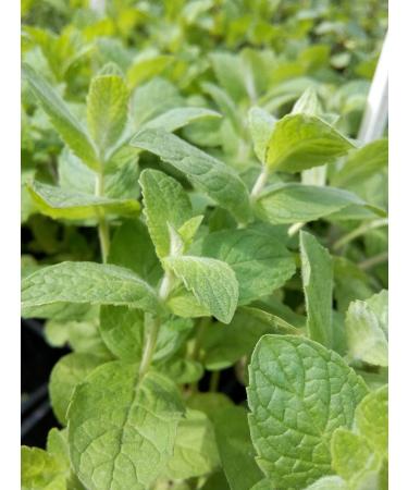 Apple Mentha Suaveolens 'Applefruit' (3 Feet)