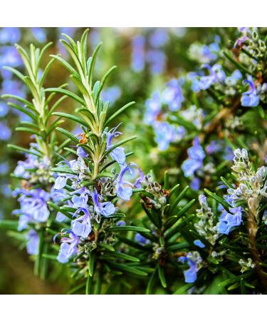 herbes en pices DHERBES AND EPICES Rosemary organic 200g Bulk herbal tea and infusion Certified organic - Buy Online on GoSupps.com