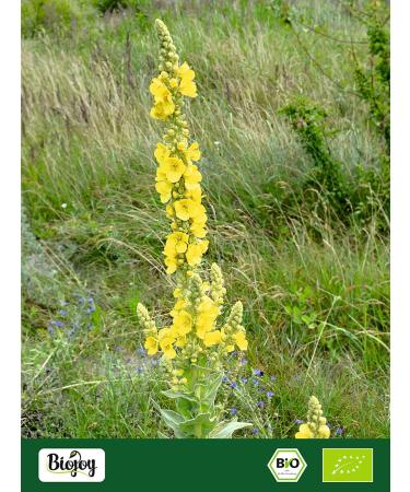 Biojoy BIO mullein blossoms dried and cut 500 g for making tea Verbascum tapsus 500 gr - Buy Online on GoSupps.com