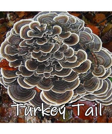 Earth Cap Mushrooms Sunrise 6 Mushroom Supplement Capsule - Chaga Cordyceps Lion's Mane Maitake Reishi Turkey Tail Real Fruiting Body - No Fillers - Buy Online on GoSupps.com