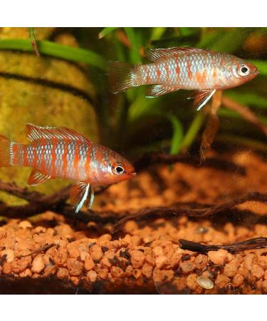 JBL PRONOVO CICHLID GRANO S 250ml CLICK - Buy Online on GoSupps.com