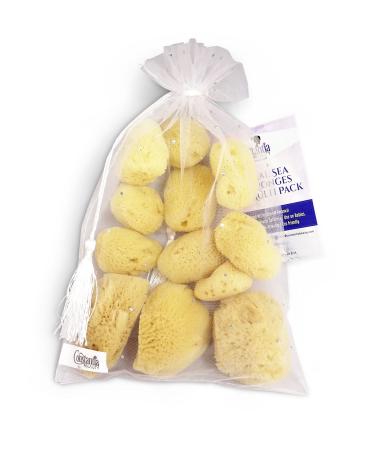 Real Sea Sponge for Men - Extra Large 6-7, Totally Natural, Kind on Skin  for an Invigorating Shower, Supplied in Breathable Mesh Bag. Great for The  Gym, Grooming, Bath & Body Gift