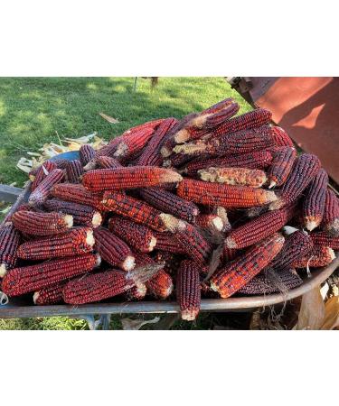 Jimmy Red Moonshine Grits Premium Heirloom Corn Seed Packet - Buy Online on GoSupps.com