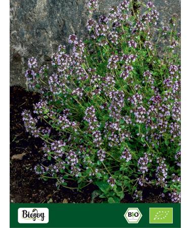  Biojoy Biojoy Organic Wild Oregano (250 g) dried and cut ideal as an Infusion or as a Spice (Origanum vulgare subsp. vulgare) - Buy Online on GoSupps.com