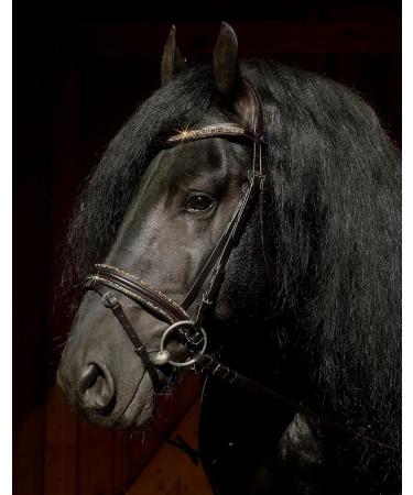 Havanna Bridle Brown Glitter Nose & Browband - Tysons VB WB XF XXF Coldblood | Shop Internationally - Buy Online on GoSupps.com